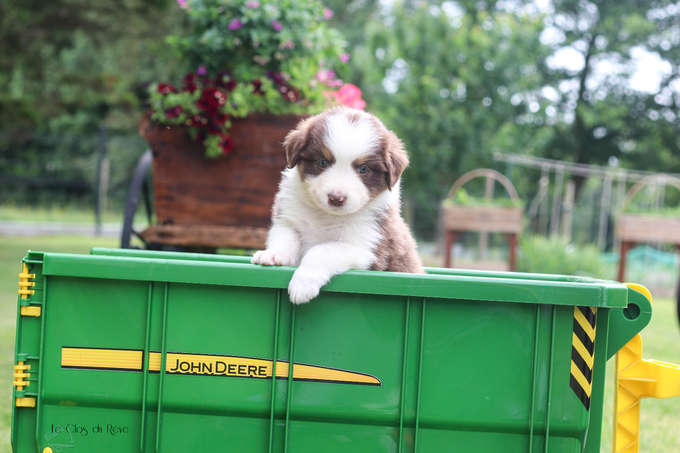 Du Clos Du Rêve D'une Vie - Chiots disponibles - Berger Australien