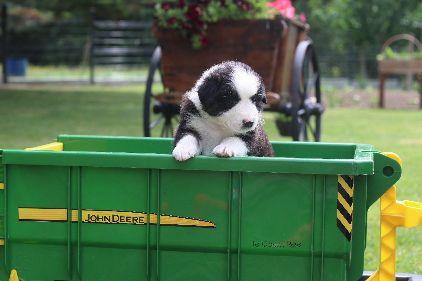 Du Clos Du Rêve D'une Vie - Chiots disponibles - Berger Australien