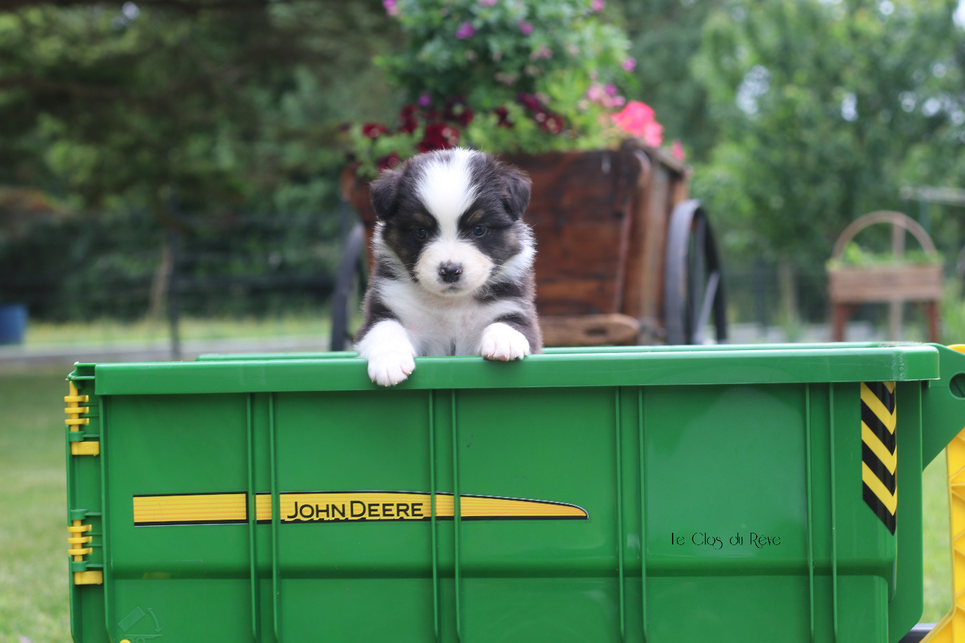 Du Clos Du Rêve D'une Vie - Chiots disponibles - Berger Australien