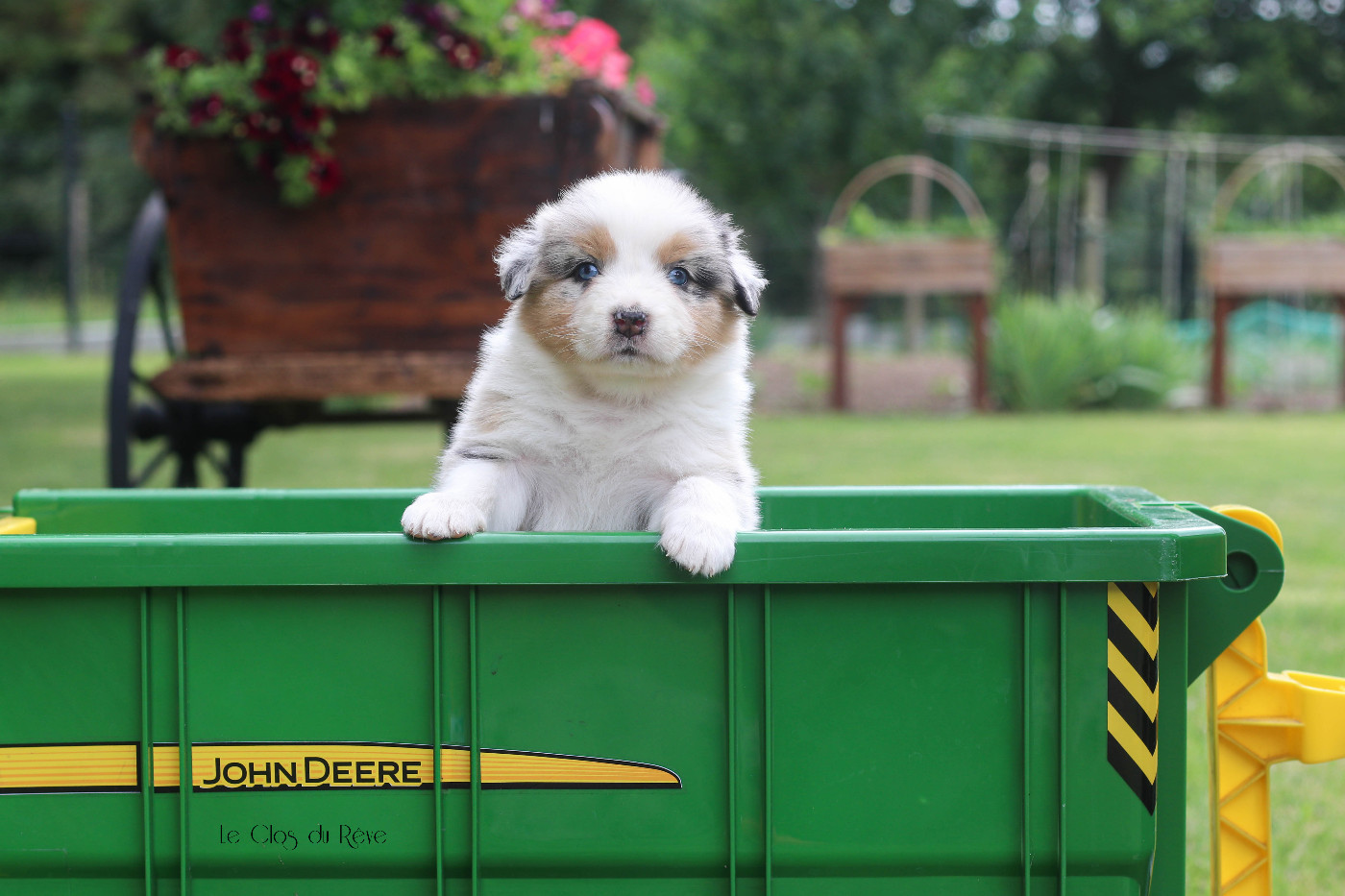 Du Clos Du Rêve D'une Vie - Chiots disponibles - Berger Australien
