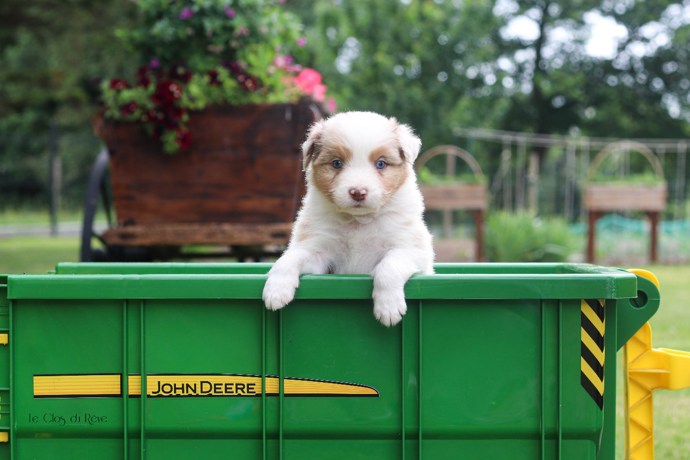 Du Clos Du Rêve D'une Vie - Chiots disponibles - Berger Australien