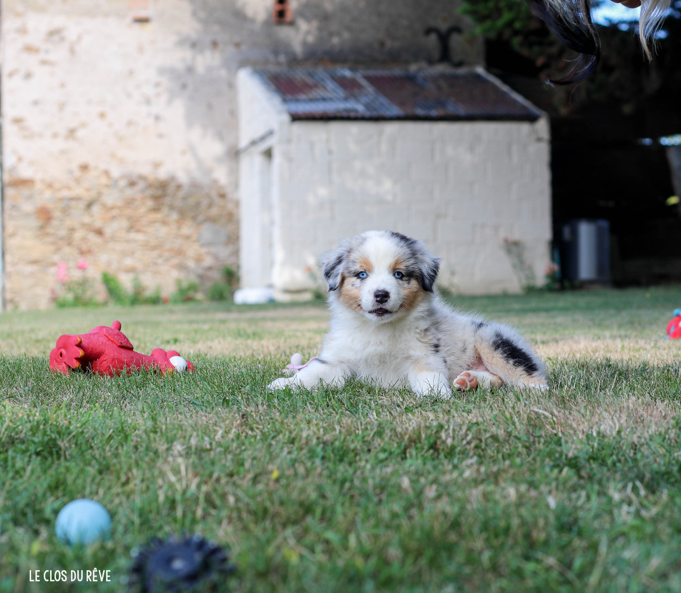 Du Clos Du Rêve D'une Vie - Chiots disponibles - Berger Australien