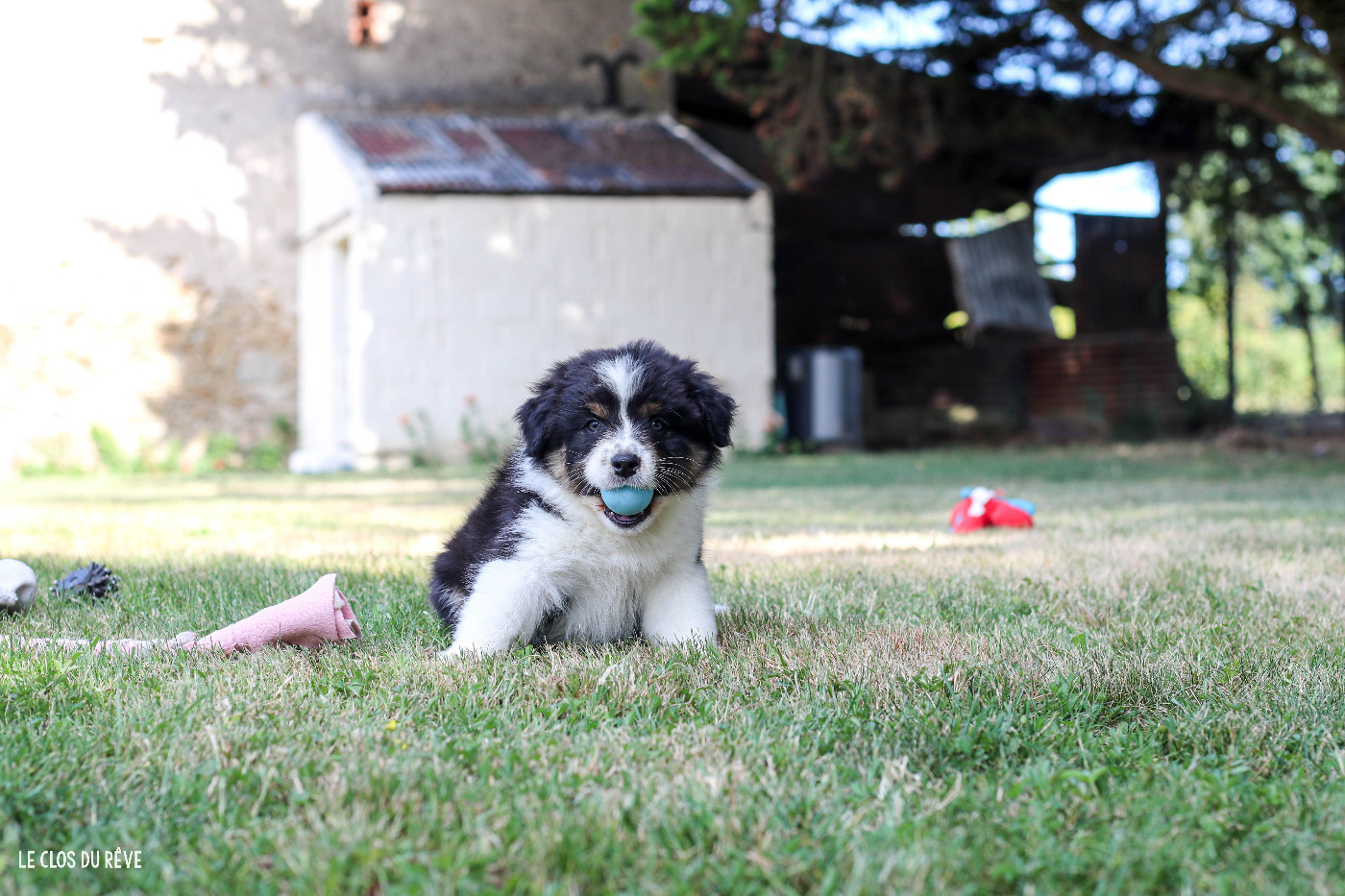 Du Clos Du Rêve D'une Vie - Chiots disponibles - Berger Australien