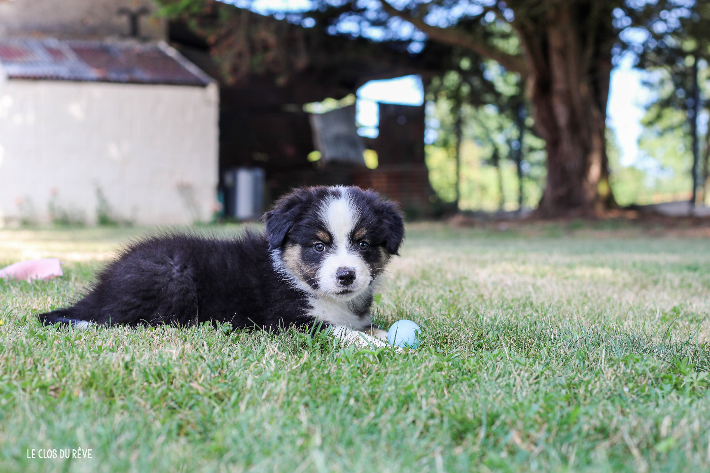 Du Clos Du Rêve D'une Vie - Chiots disponibles - Berger Australien