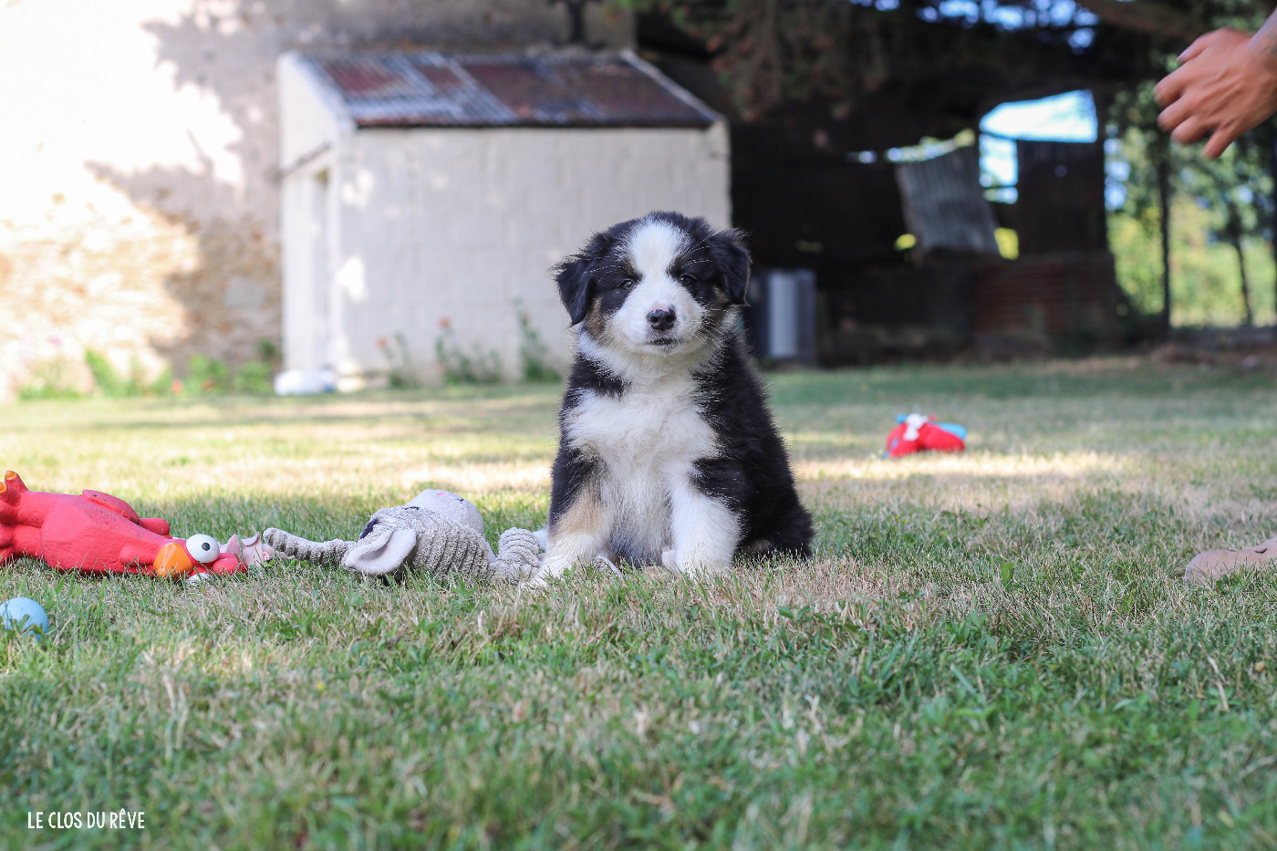 Du Clos Du Rêve D'une Vie - Chiots disponibles - Berger Australien