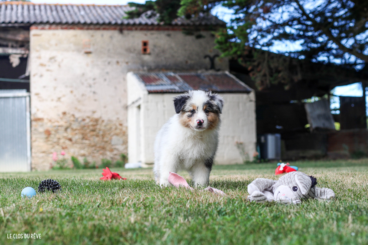 Du Clos Du Rêve D'une Vie - Chiots disponibles - Berger Australien