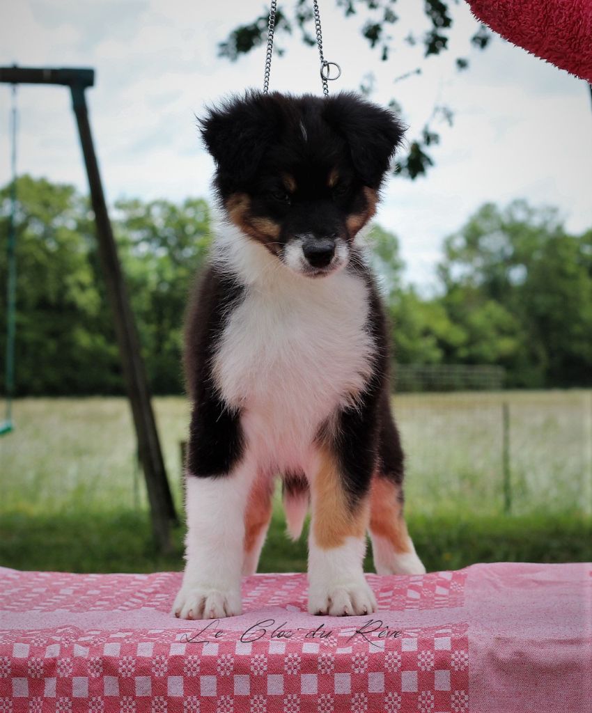 Du Clos Du Rêve D'une Vie - Berger Australien - Portée née le 12/03/2019
