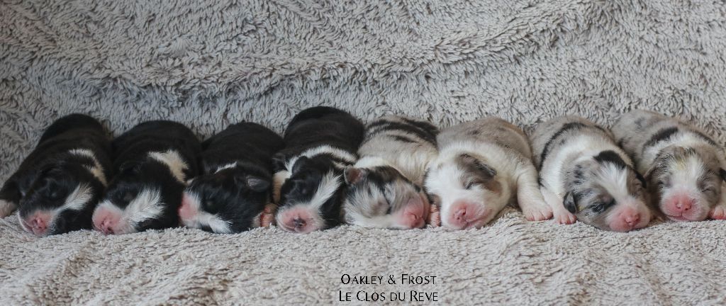 Chiot Berger Australien Du Clos Du Rêve D'une Vie