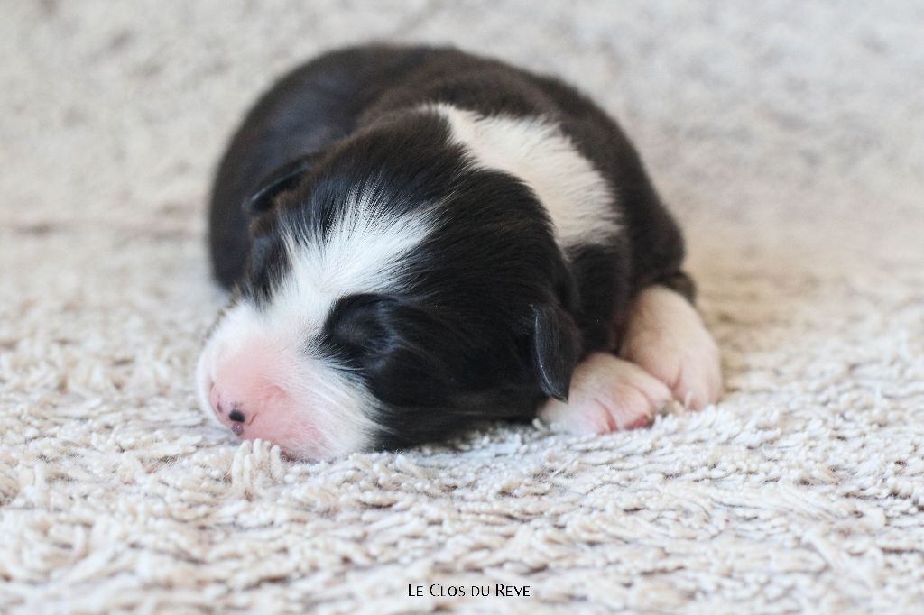 Du Clos Du Rêve D'une Vie - Chiots disponibles - Berger Australien