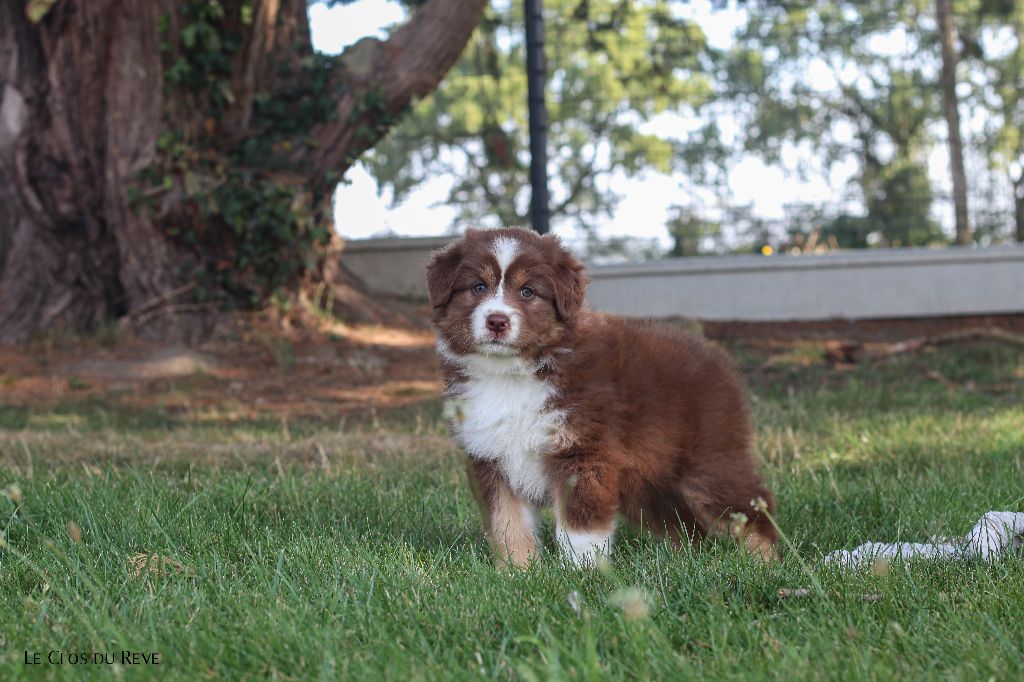 Du Clos Du Rêve D'une Vie - Chiots disponibles - Berger Australien