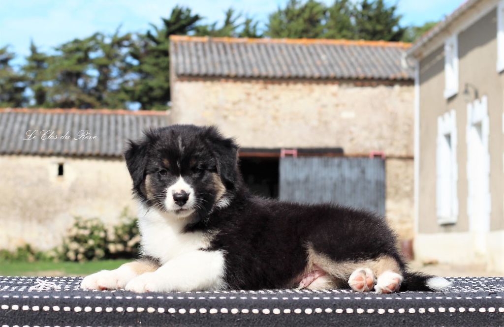 Du Clos Du Rêve D'une Vie - Berger Australien - Portée née le 05/07/2019