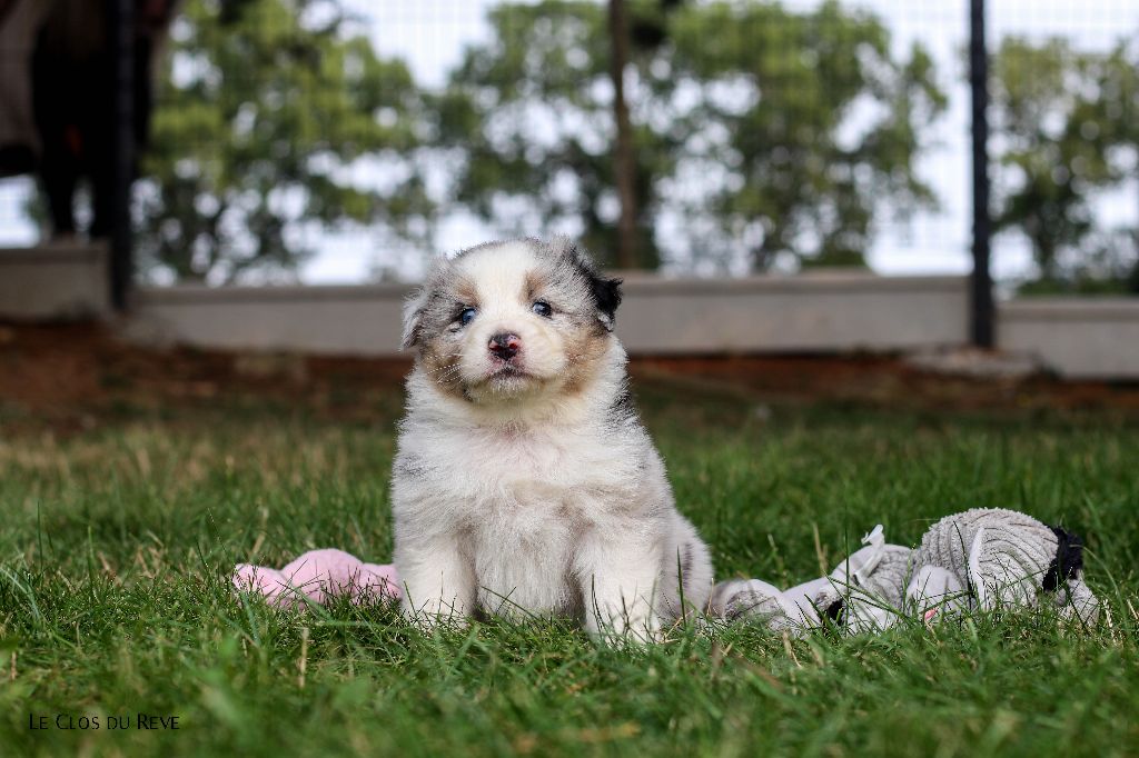 Du Clos Du Rêve D'une Vie - Chiots disponibles - Berger Australien