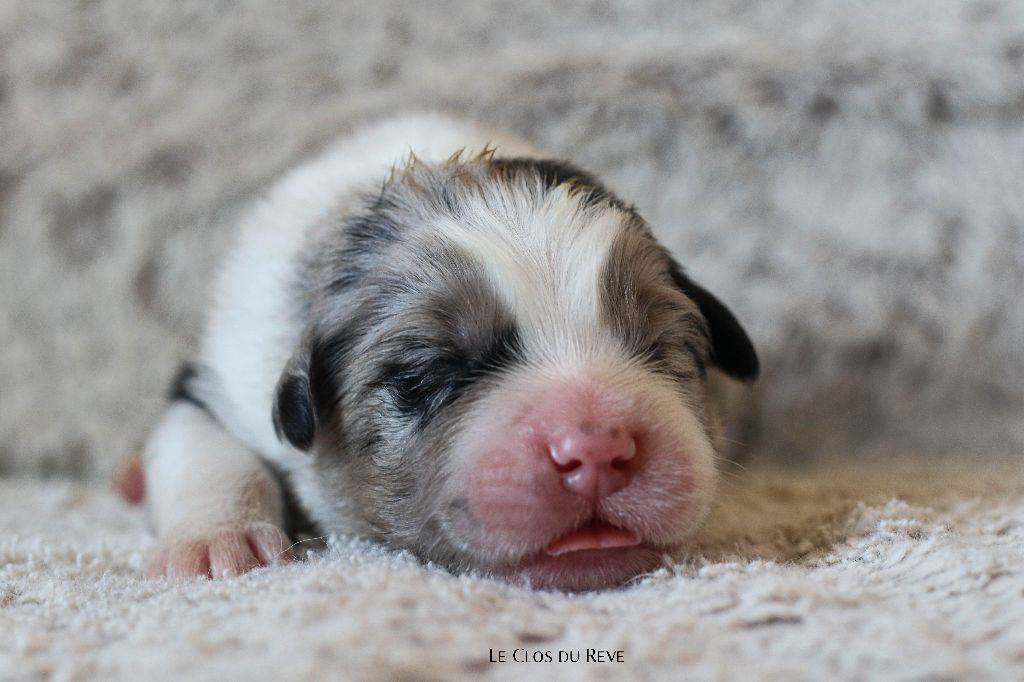 Du Clos Du Rêve D'une Vie - Chiots disponibles - Berger Australien