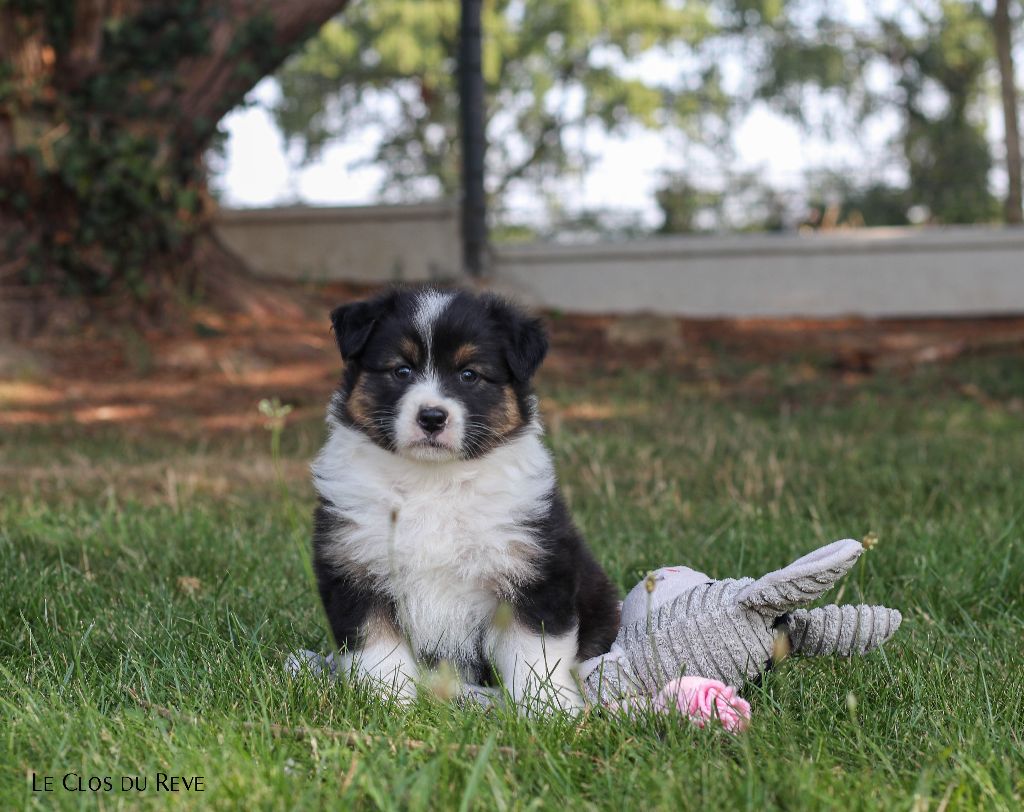 Du Clos Du Rêve D'une Vie - Chiots disponibles - Berger Australien