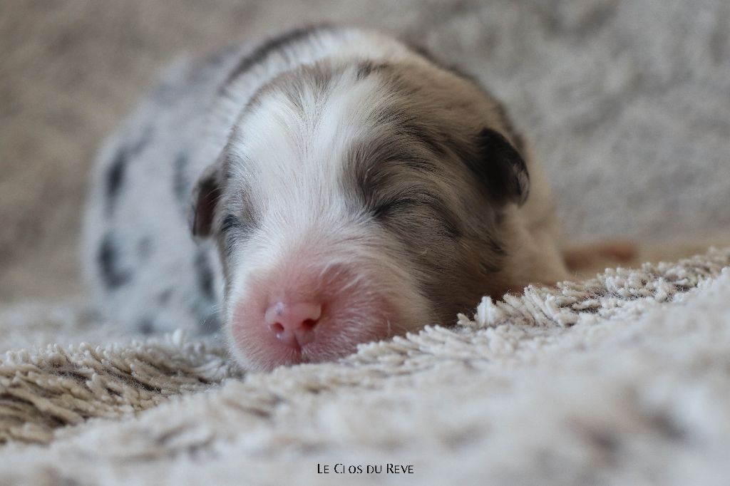 Du Clos Du Rêve D'une Vie - Chiots disponibles - Berger Australien