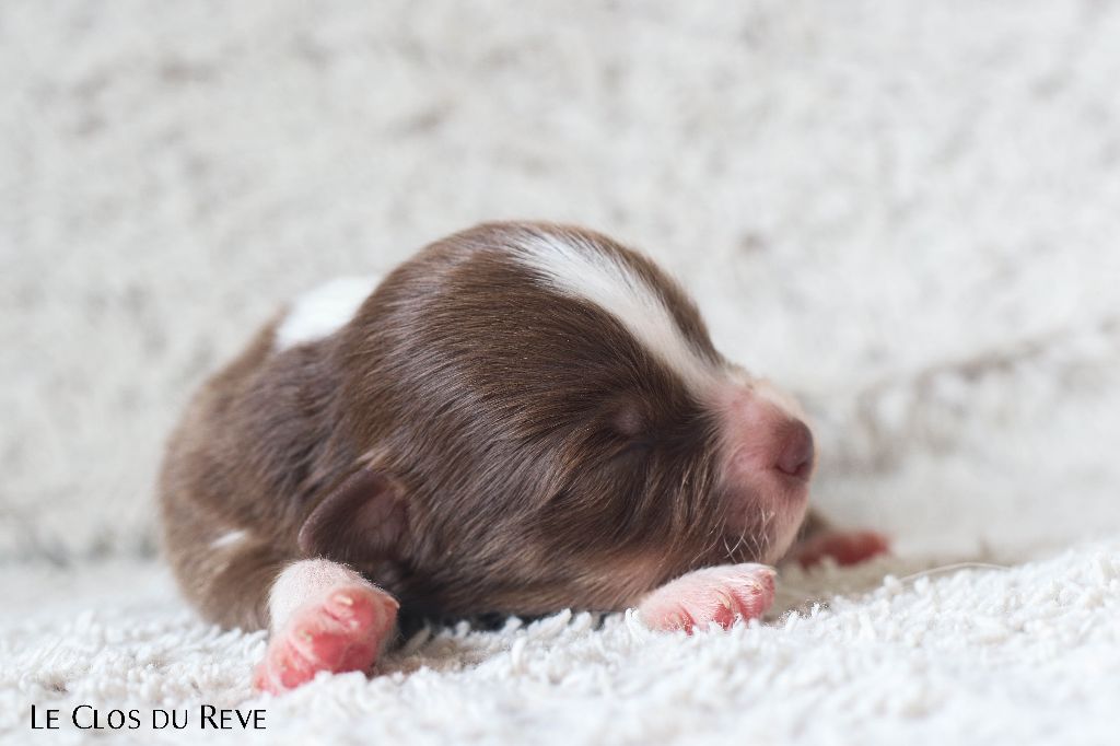 Du Clos Du Rêve D'une Vie - Chiots disponibles - Berger Australien