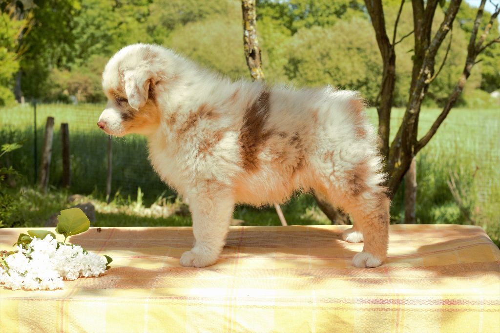 Du Clos Du Rêve D'une Vie - Berger Australien - Portée née le 16/03/2018