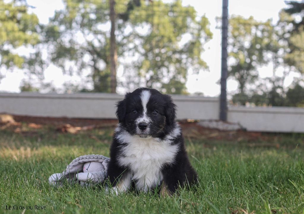 Du Clos Du Rêve D'une Vie - Chiots disponibles - Berger Australien