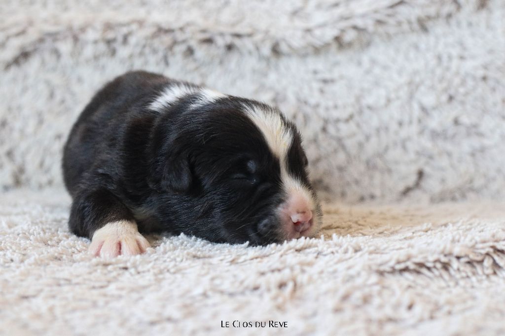 Du Clos Du Rêve D'une Vie - Chiots disponibles - Berger Australien