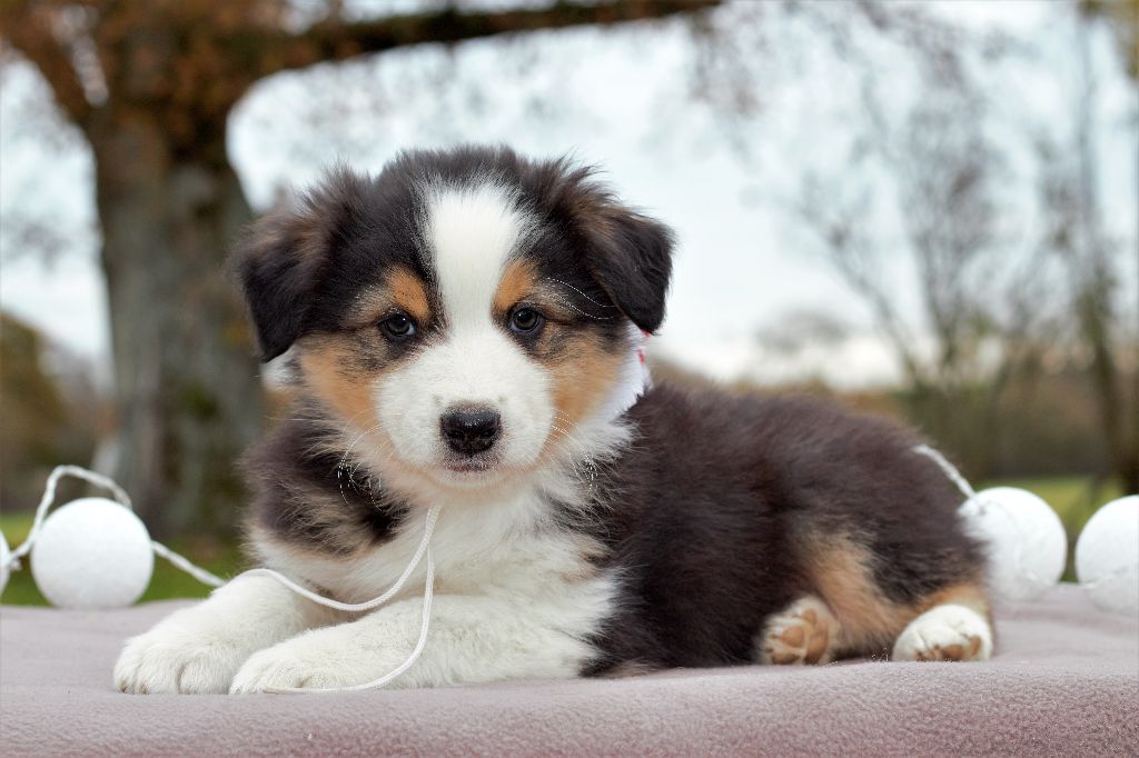 Du Clos Du Rêve D'une Vie - Berger Australien - Portée née le 17/10/2017