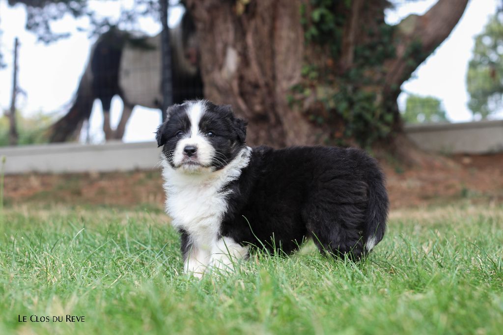 Du Clos Du Rêve D'une Vie - Chiots disponibles - Berger Australien
