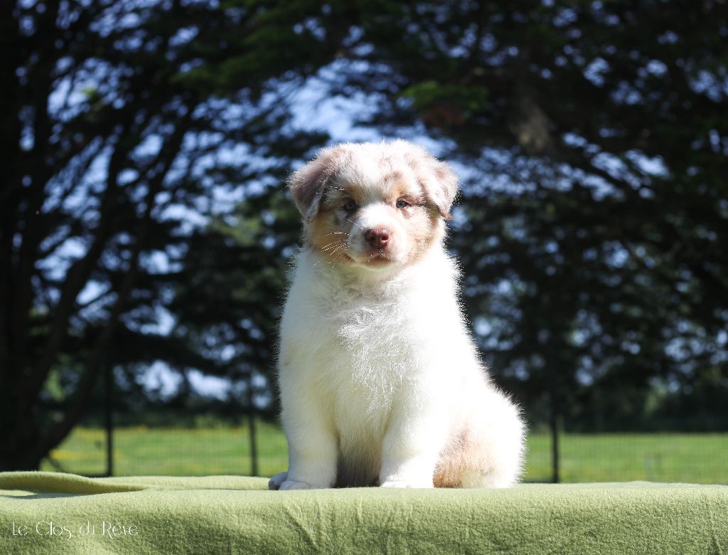 Du Clos Du Rêve D'une Vie - Chiots disponibles - Berger Australien