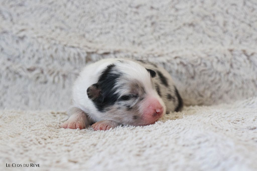Du Clos Du Rêve D'une Vie - Chiots disponibles - Berger Australien