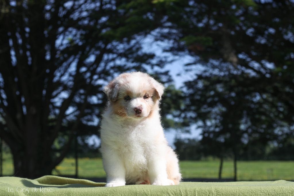 Du Clos Du Rêve D'une Vie - Chiots disponibles - Berger Australien