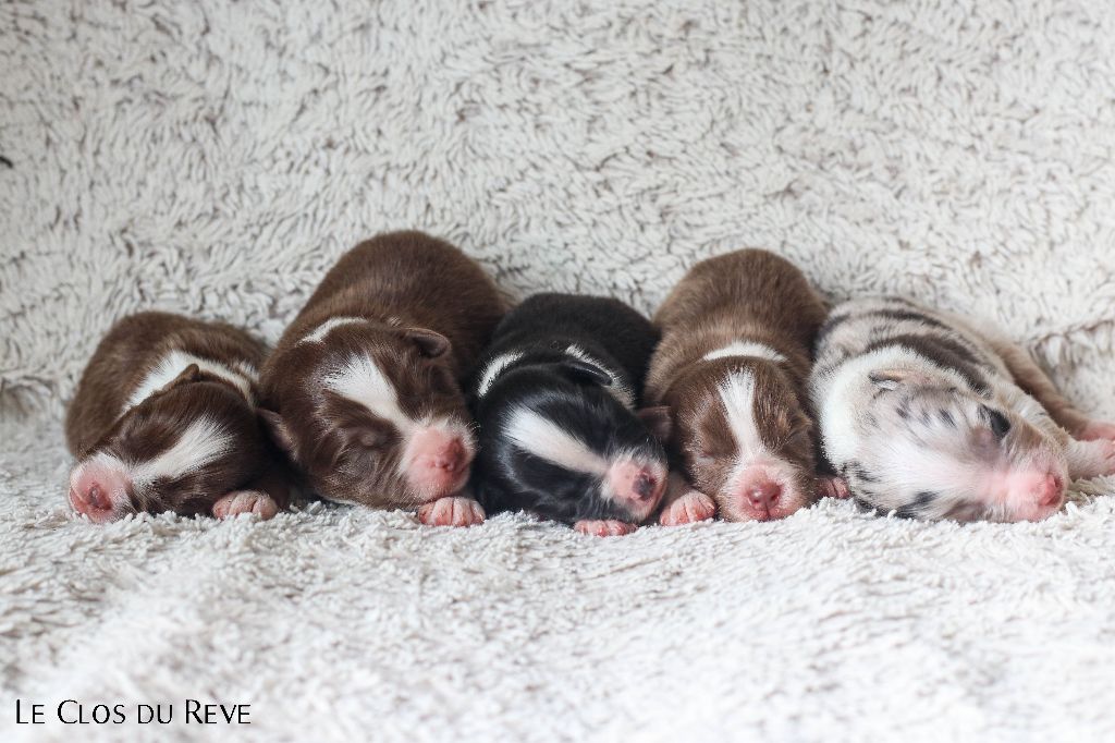 Chiot Berger Australien Du Clos Du Rêve D'une Vie