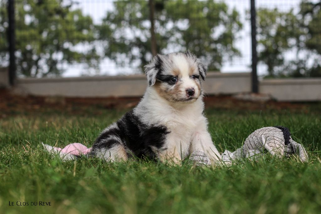 Du Clos Du Rêve D'une Vie - Chiots disponibles - Berger Australien