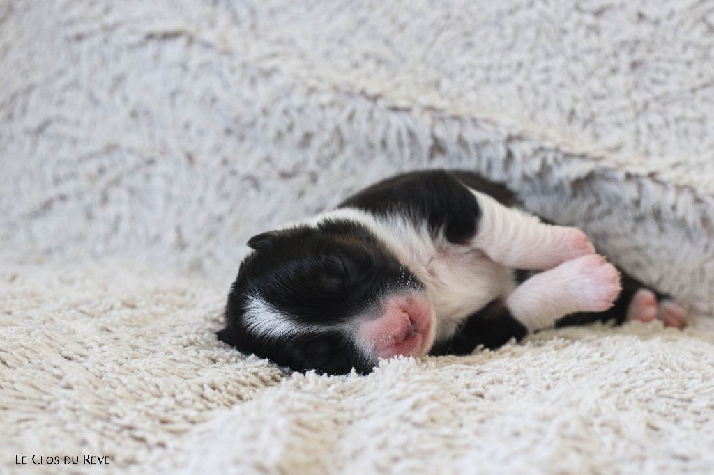 Du Clos Du Rêve D'une Vie - Chiots disponibles - Berger Australien
