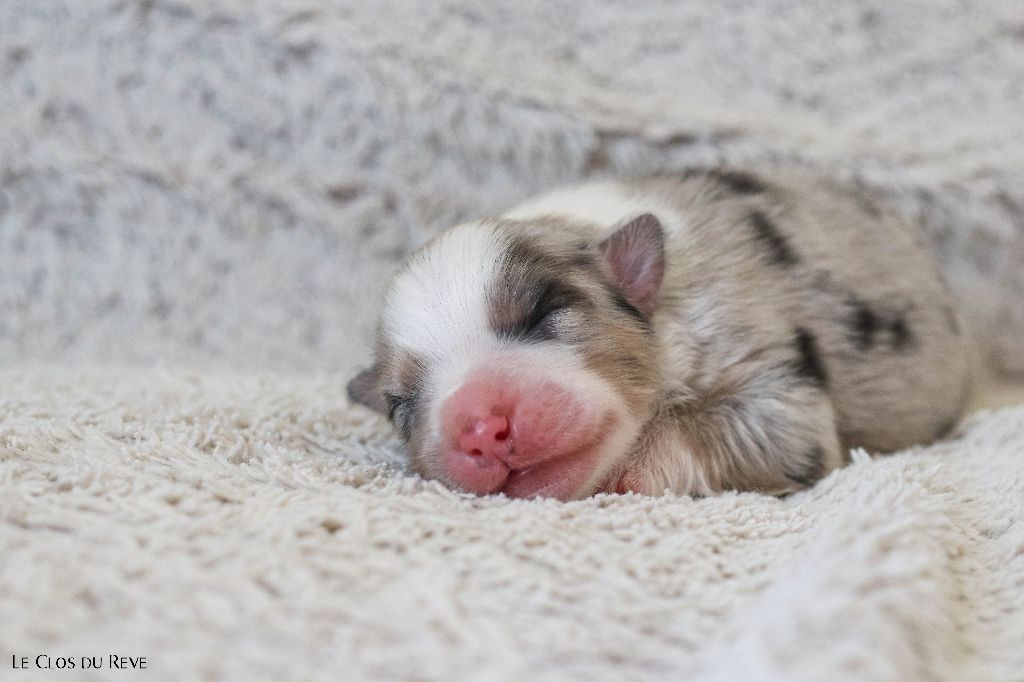 Du Clos Du Rêve D'une Vie - Chiots disponibles - Berger Australien