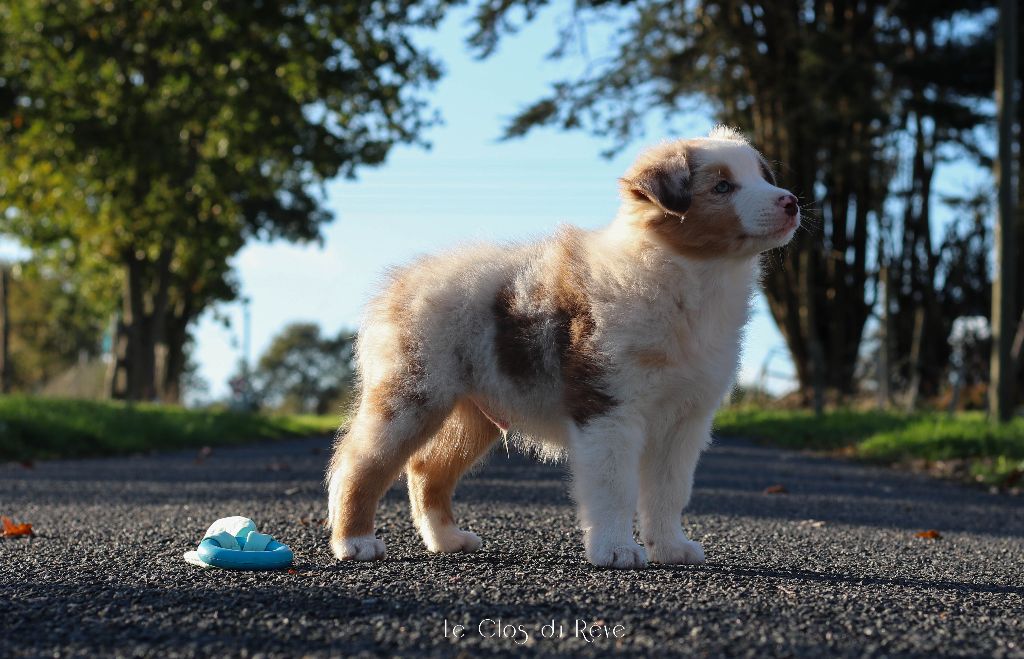Du Clos Du Rêve D'une Vie - Berger Australien - Portée née le 14/09/2022