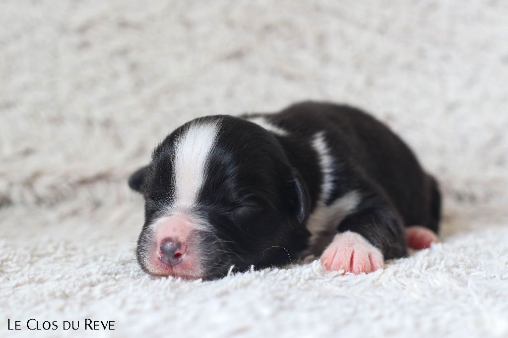 Du Clos Du Rêve D'une Vie - Chiots disponibles - Berger Australien
