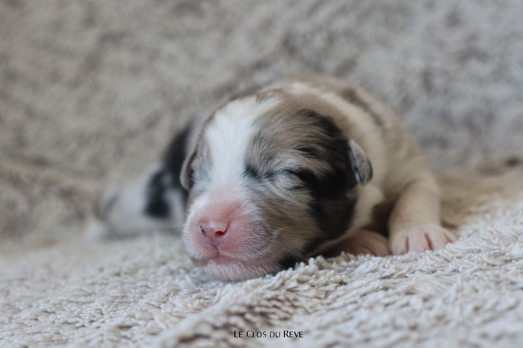Du Clos Du Rêve D'une Vie - Chiots disponibles - Berger Australien