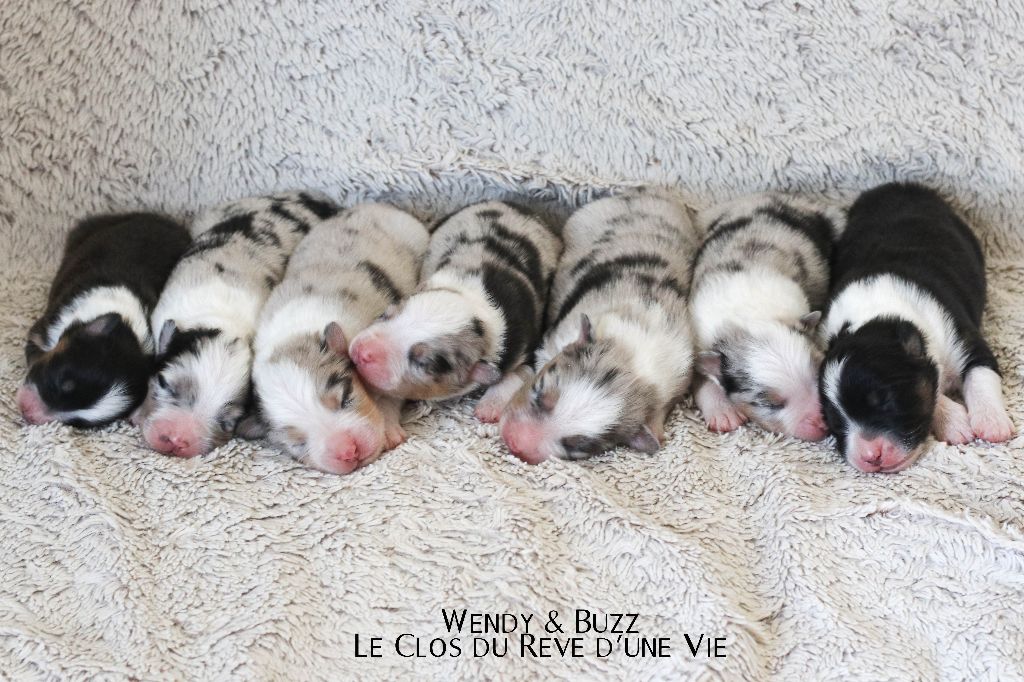Chiot Berger Australien Du Clos Du Rêve D'une Vie