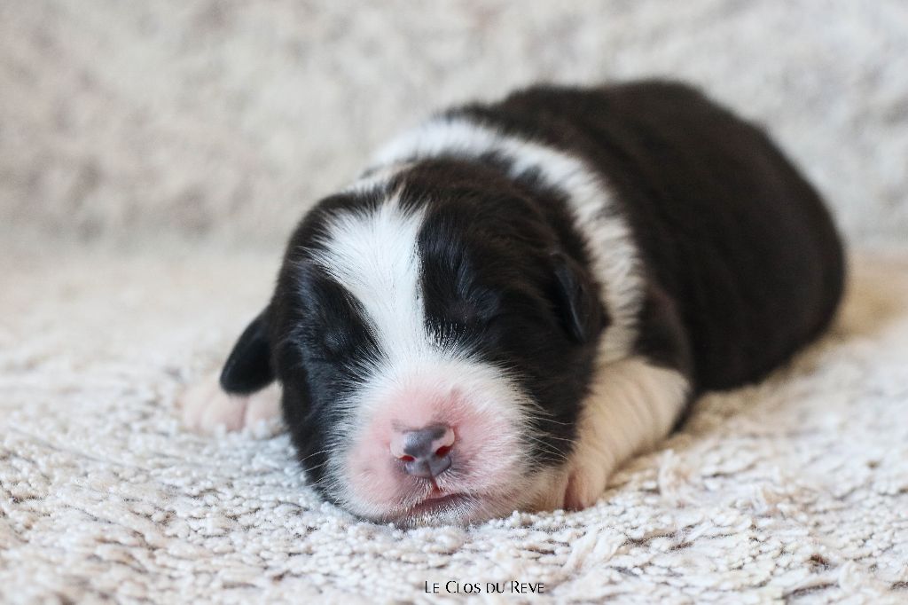 Du Clos Du Rêve D'une Vie - Chiots disponibles - Berger Australien