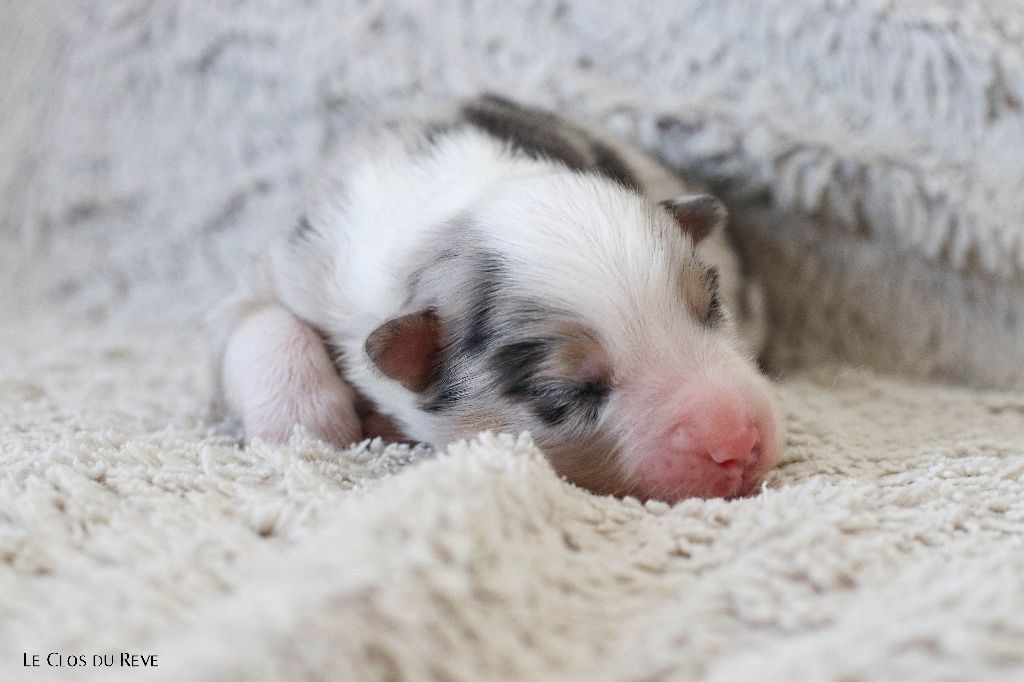 Du Clos Du Rêve D'une Vie - Chiots disponibles - Berger Australien
