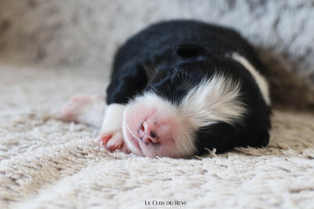 Du Clos Du Rêve D'une Vie - Chiots disponibles - Berger Australien