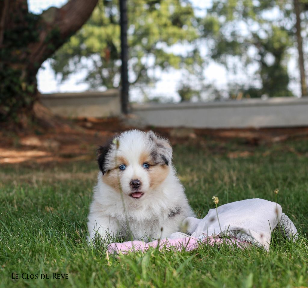 Du Clos Du Rêve D'une Vie - Chiots disponibles - Berger Australien