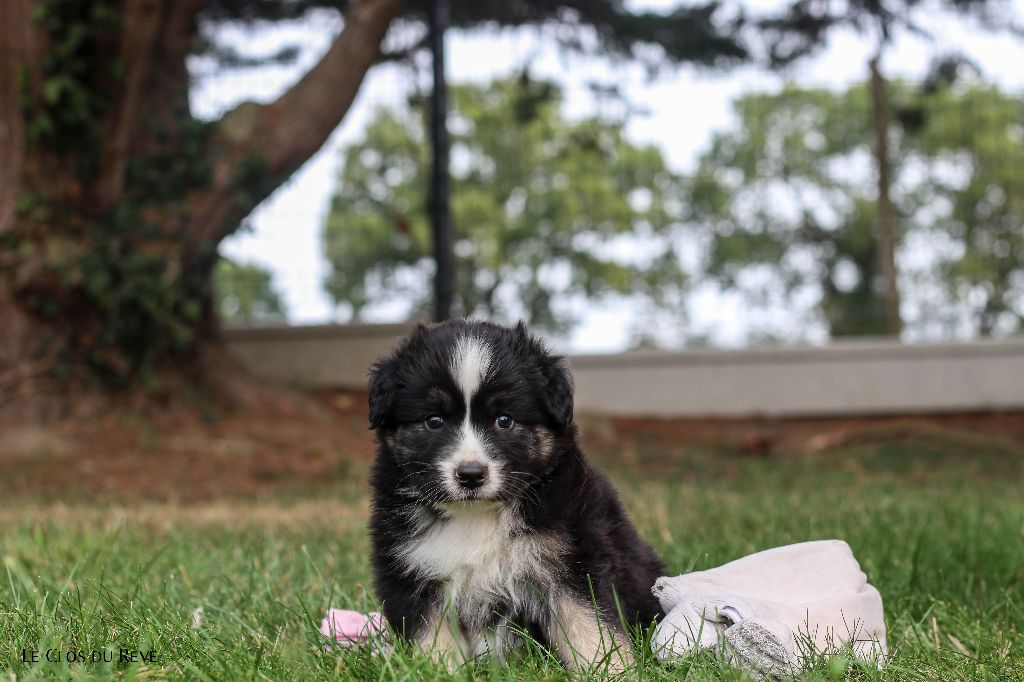 Du Clos Du Rêve D'une Vie - Chiots disponibles - Berger Australien