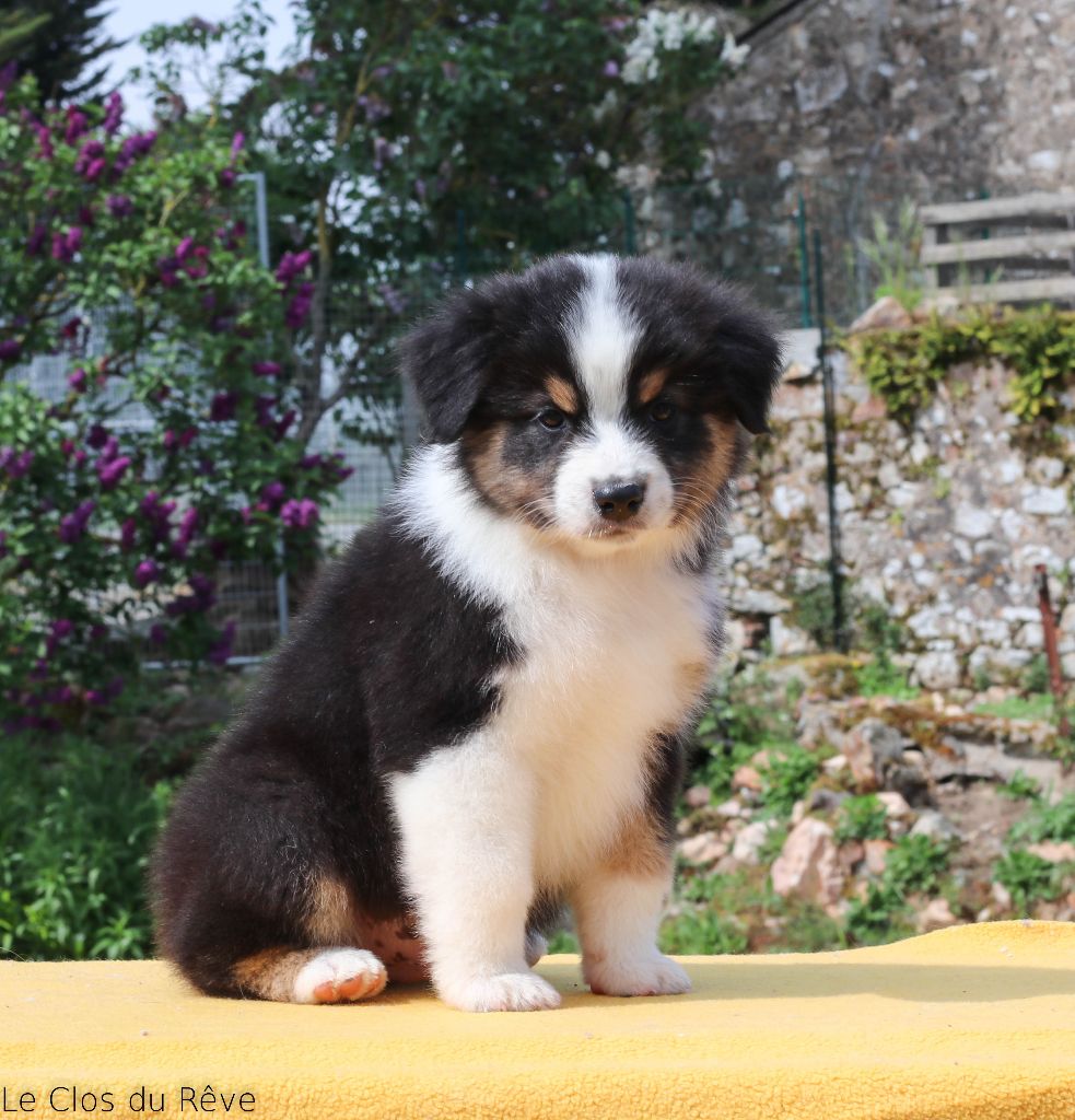 Du Clos Du Rêve D'une Vie - Berger Australien - Portée née le 03/03/2020